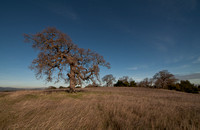 Lonely Oak in serpentine