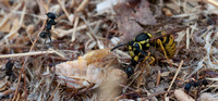 Wasp Takes Harvester Ant!