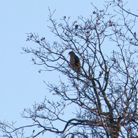 Cooper's Hawk (Accipiter cooperii) in Valley Oak (Quercus lobata)