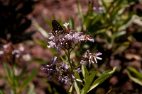 Variable Checkerspot Butterfly (Euphydryas chalcedona) on Yerba Santa Flower (Eriodictyon californicum)