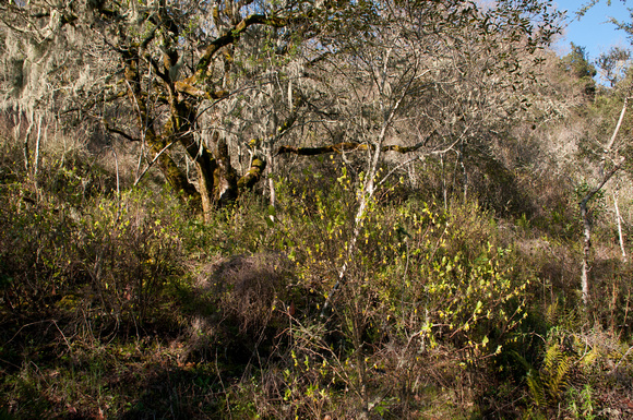 Dirca occidentalis grows beneath Valley Oak