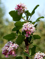 California Currant (Ribes malvaceum) in Bloom