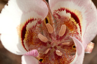 Interior of Clay Mariposa Lily (Calochortus argillosus)