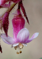 Flower of California Currant (Ribes malvaceum)