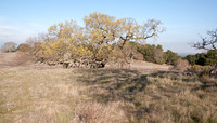 Valley Oak with New Leaves