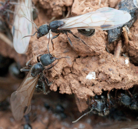 Winged Harvester Ants (Messor andrei)