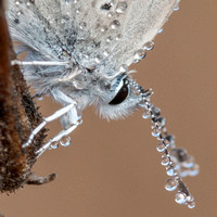 Dewdrop Lenses on Butterfly Antennae