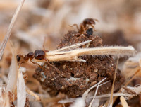 Ants