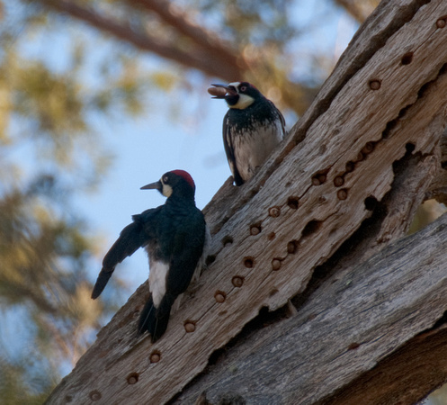 Pair of Acorn Woodpeckers (Melanerpes formicivorus), in Acorn Tree