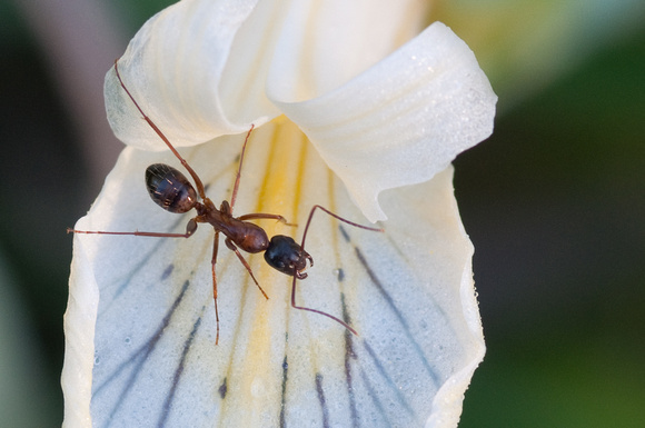 Carpenter Ant (Camponotus sp.) on white Iris petal
