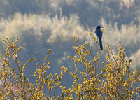 Western Scrub Jay (Aphelocoma californica) and Flying Insects