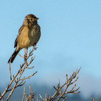 Sparrow in Poison Oak