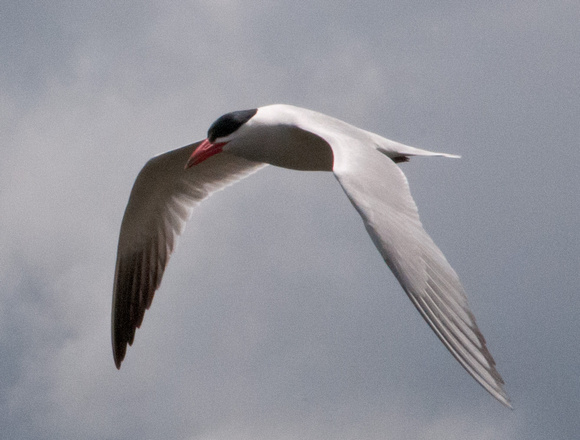 Tern in Flight over Searsville Lake