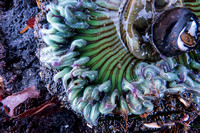 Open Sea Anemone up Close