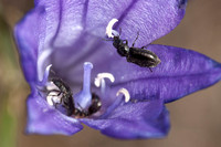 Two Beetles in Blossom of Ithuriel's Spear (Tritelia laxa)