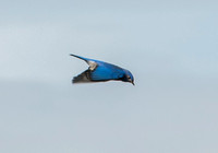 Male Western Bluebird (Sialia mexicana) beneath Visitors' Valley Oak