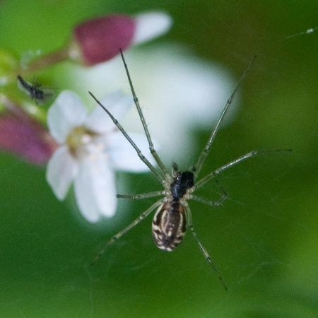 Spider in front of Miner's Lettuce Blossom
