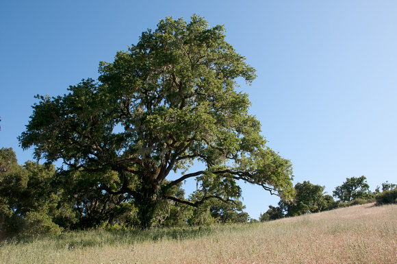 Valley Oak (Quercus lobata) with Lace Lichen (?) (Ramalina menziesii)
