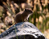 Squirrel on Granite
