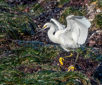 Snowy Egret Lands