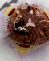 Moth inside Clay Mariposa Lily (Calochortus argillosus)