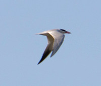 Caspian Tern (Sterna caspia) in Flight