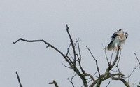 Juvenile White-tailed Kite (Elanus leucurus) at Rest