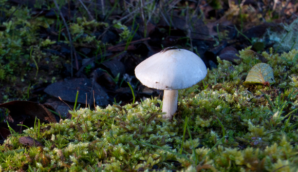 Mushroom in Dew