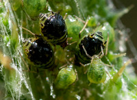 Another World: Aphids on Thistle