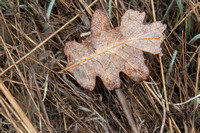 Valley Oak Leaf in Dew