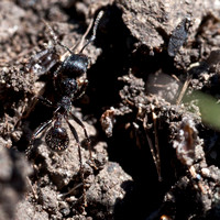 Harvester Ant (Messor andrei) at Jasper Ridge near Escobar Gate