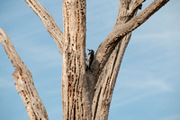 Acorn Woodpecker (Melanerpes formicivorus) Tends Granary Tree