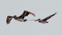 Wingbeat, coasting. Brown Pelicans (Pelecanus occidentalis) in Flight (2)