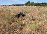 Serpentine Grassland