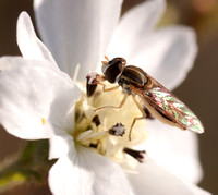 Female Syrphid Fly (Taxomerus marginatus) on Tarweed Flower