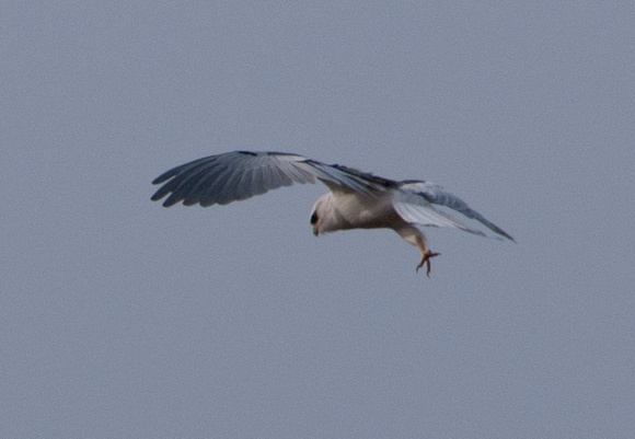 White-tailed Kite (Elanus leucurus), Swooping for the Kill