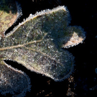 Frosted Leaf (Detail)