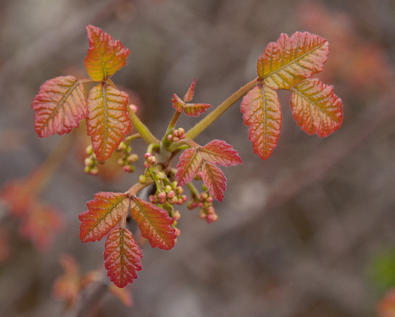 New Leaves of Poison Oak (Toxicodendron diversilobum)
