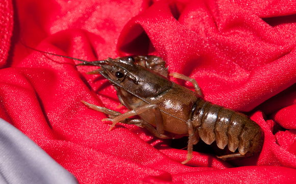Signal Crayfish (Pacifastacus leniusculus) from Independence Lake