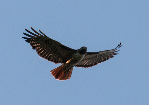 Red-tailed Hawk (Buteo Jamaicensis) in Flight