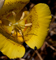 Yellow Mariposa Lily (Calochortus luteus) with Insect