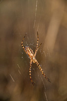 Spider in Web (bottom view)