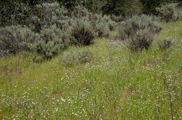 Flowering Grassland and Chaparral
