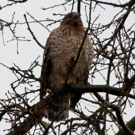Coopers Hawk (Accipiter cooperi) at Portola Valley Ranch