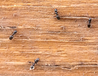Ants under Plywood -- Tapinoma sessile, the Banana Cream Pie Ant? (Detail)