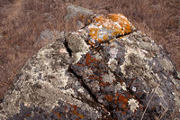 Lichen on Serpentine Rock