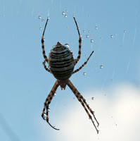 Back of Banded Garden Spider (Argiope trifasciata)