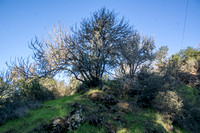 California Buckeye Tree (Aesculus californica)