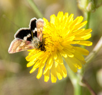 Moth on Flower (Detail)