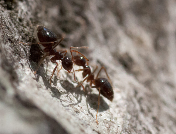 Winter Ants (Prenolepis imparis) on Oak Trunk